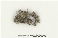 藏品(錢蘚屬)的圖片